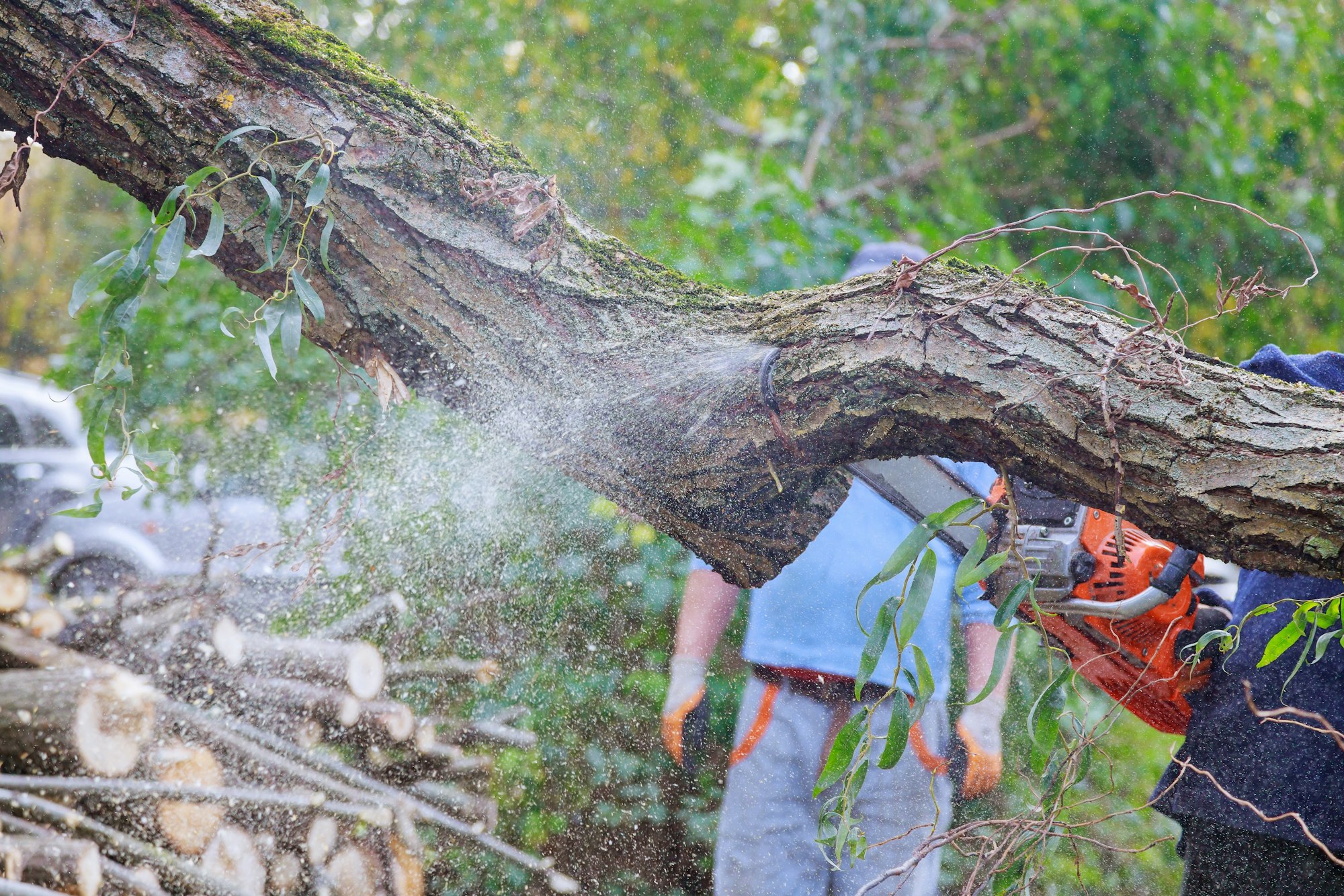 Tree falling in broken the tree after a hurricane cut with a chainsaw